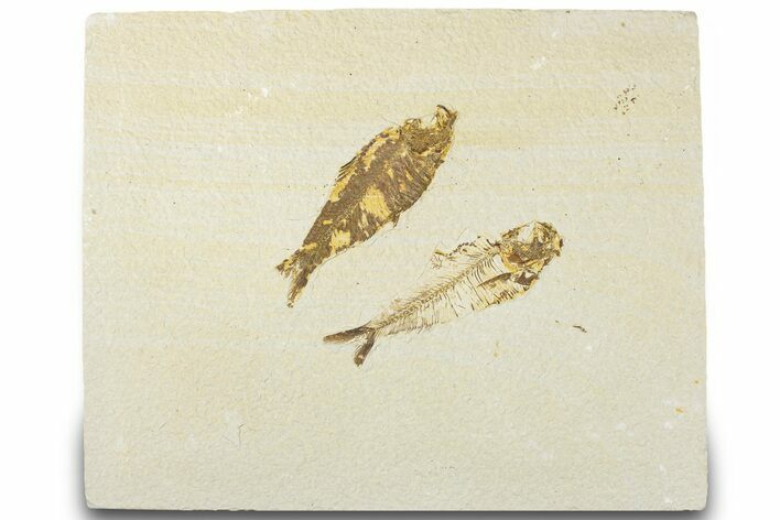 Plate of Two Fossil Fish (Diplomystus & Knightia) - Wyoming #320415